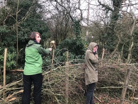 Hedge laying W 