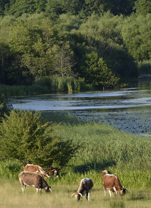 Rewilding 
